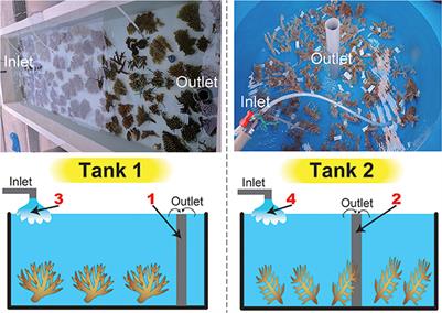 Using Seawater to Document Coral-Zoothanthella Diversity: A New Approach to Coral Reef Monitoring Using Environmental DNA